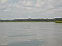 P1010199.jpg: Dolphin fin view from Crabbing Boat